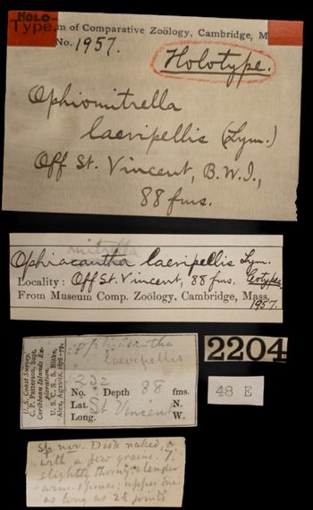 Media type: image;   Invertebrate Zoology OPH-1957 Description: Handwritten labels for this specimen included in the specimen tray.;  Aspect: labels